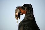 Gordon Setter retrieves partridge