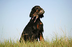 Gordon Setter retrieves partridge