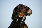 Gordon Setter retrieves partridge