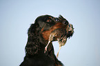 Gordon Setter retrieves partridge