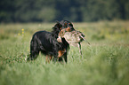 Gordon Setter retrieves partridge