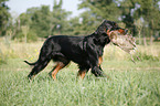 Gordon Setter retrieves partridge