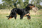 Gordon Setter retrieves partridge