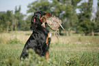 Gordon Setter retrieves partridge