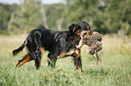 Gordon Setter retrieves partridge