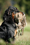 Gordon Setter retrieves partridge