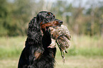 Gordon Setter retrieves partridge