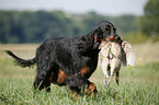 Gordon Setter retrieves partridge