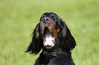 Gordon Setter