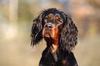 Gordon Setter Portrait