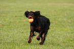 playing Gordon Setter