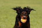 playing Gordon Setter