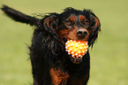 playing Gordon Setter