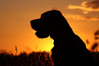 Gordon Setter at sundown