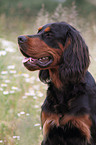 Gordon Setter Portrait