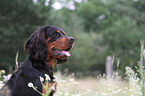 Gordon Setter Portrait