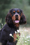 Gordon Setter Portrait