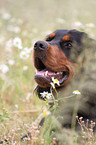 Gordon Setter Portrait