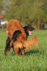 Golden Retriever and Gordon Setter