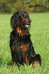 sitting Gordon Setter