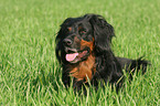 lying Gordon Setter