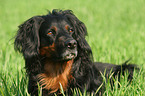 Gordon Setter Portrait