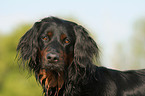 Gordon Setter Portrait