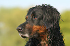 Gordon Setter Portrait