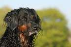 Gordon Setter Portrait