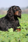 lying Gordon Setter