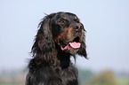 Gordon Setter Portrait