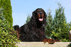 lying Gordon Setter