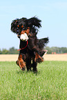 playing Gordon Setter