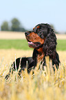 lying Gordon Setter