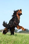 playing Gordon Setter