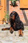 lying Gordon Setter