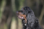 Gordon Setter Portrait