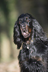 Gordon Setter Portrait