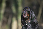 Gordon Setter Portrait