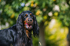 Gordon Setter Portrait