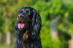 Gordon Setter Portrait