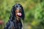 Gordon Setter Portrait