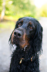 Gordon Setter Portrait