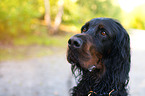 Gordon Setter Portrait