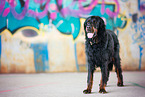 Gordon Setter