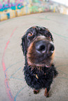 sitting Gordon Setter