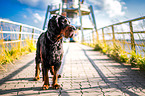 standing Gordon Setter