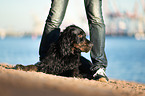 lying Gordon Setter