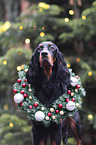 standing Gordon Setter