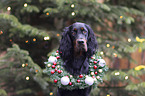 Gordon Setter portrait